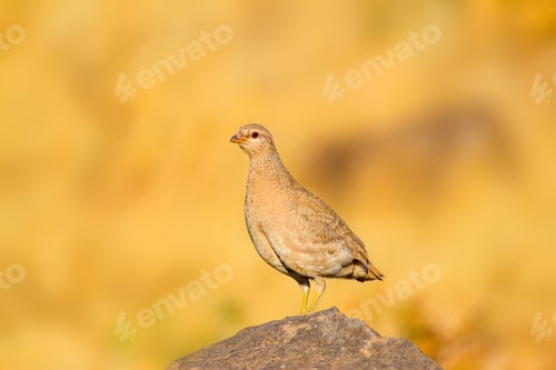 Preview: Partridge. Yellow Nature Background. Bird: See See Partridge. Ammoperdix Griseogularis.