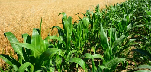 Preview: Young Green Corn Field In Agricultural Garden