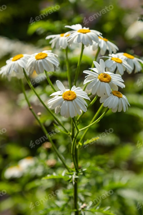 Preview: Tanacetum Corymbosum (Caucasian Chamomile) In Garden. Flowering Of Daisies. Oxeye Daisy