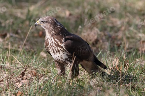 Preview: Common Buzzard (Buteo Buteo) Germany