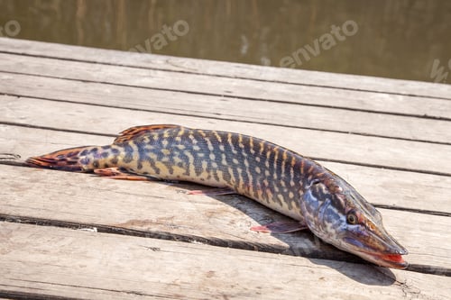 Preview: Freshwater Northern Pike Fish Know As Esox Lucius Lying On Vintage Wooden Background. Fishing
