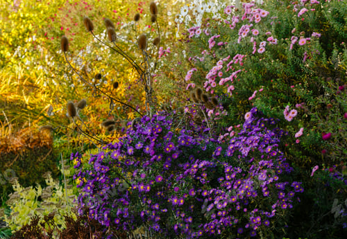 Preview: Flowers In The Autumn Garden. Flowering Perennials In The Garden Or Park