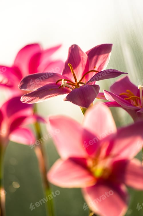 Preview: Decorative Pink Flower Rain Lily (Zephyranthes Grandiflora) On Blurred Background Closeup