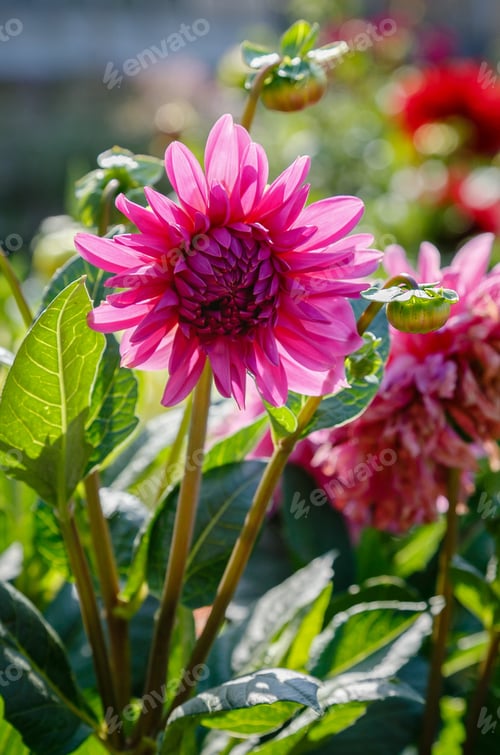 Preview: Beautiful Dahlias In The Autumn Garden. Flowers Dahlias In The Park Or Garden In Autumn.
