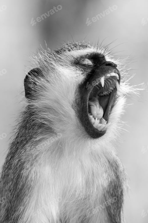 Preview: Vervet Monkey (Chlorocebus Pygerythrus) In Kruger National Park, South Africa
