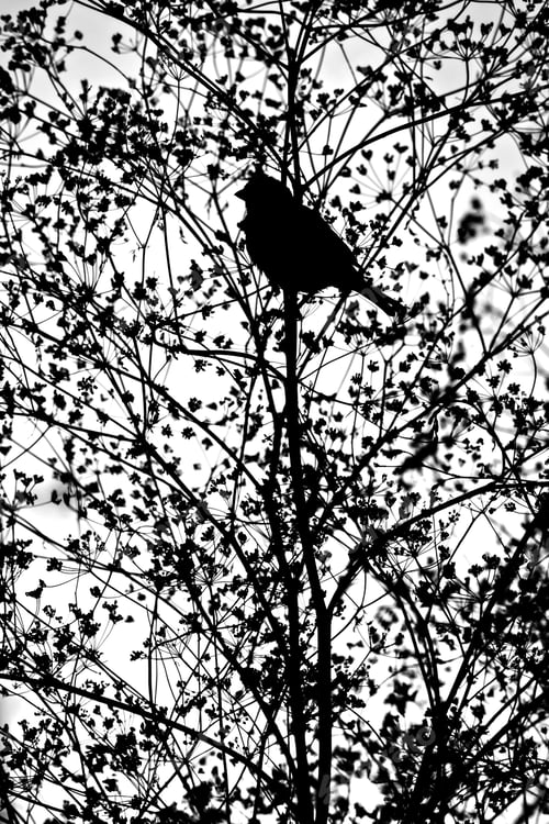 Preview: Nature And Bird. Plant And Bird Silhouette. Nature Background. Bird: House Sparrow. Passer