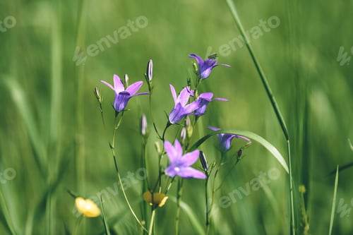 Preview: Midsummer Countryside Meadow With Flowers. Abstract Close Up Neutral Background. White And Yellow