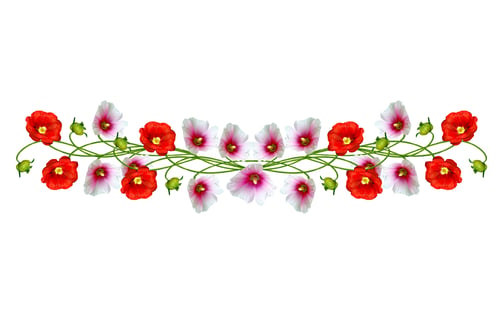 Preview: Mallow Flowers Isolated On White Background