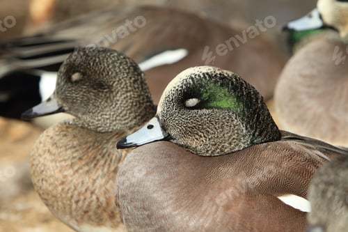 Preview: American Wigeon Socorro New Mexico