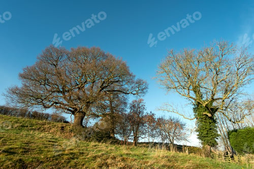 Preview: Tree Being Taken Over By Ivy