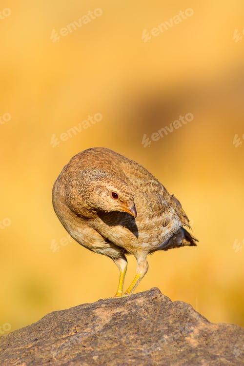 Preview: Partridge. Yellow Nature Background. Bird: See See Partridge. Ammoperdix Griseogularis.