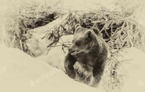 Preview: Brown Bears (Ursus Arctos) In Lake Clark National Park, Alaska, Usa