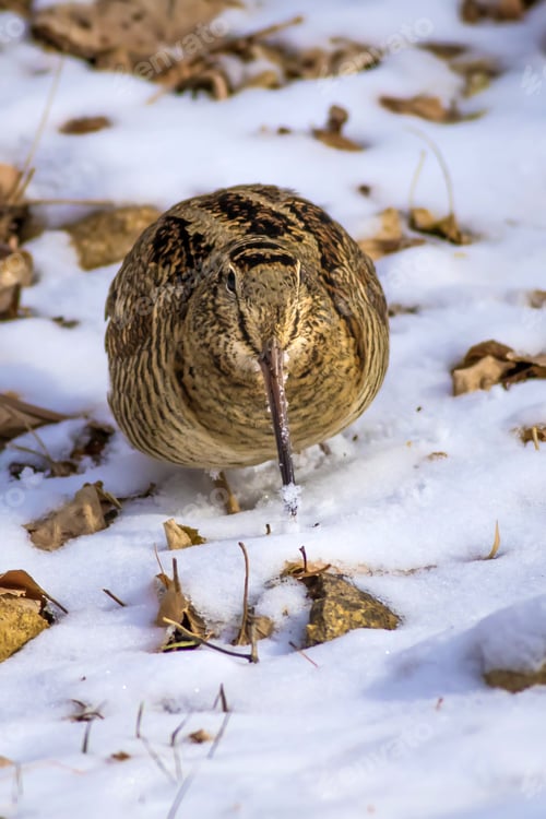Preview: Woodcock. Snow And Dry Leaves Background. Camouflaged Animal. Bird: Eurasian Woodcock. Scolopax