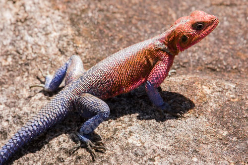 Preview: Red-Headed Rock Agama, Maasai Mara National Park, Kenya