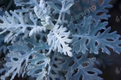 Preview: Silver Dust Cineraria Maritima In The Garden, Close Up.