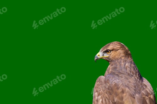 Preview: Isolated Hawk Portrait. Green Background. Bird: Common Buzzard. Buteo Buteo.