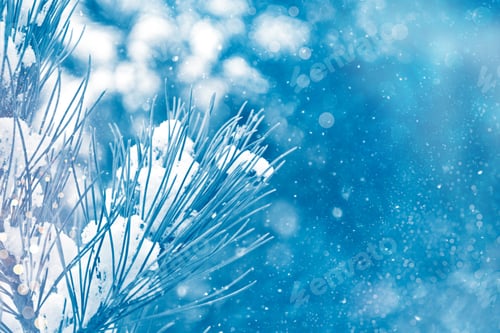 Preview: Frozen Winter Forest With Snow Covered Trees. Outdoor