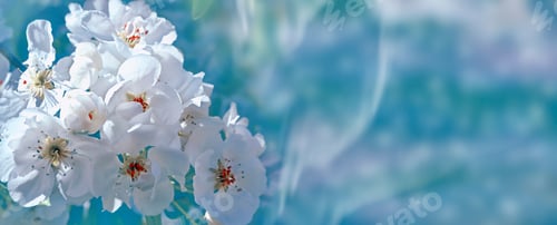 Preview: Blossoming Branch Apple. Bright Colorful Spring Flowers