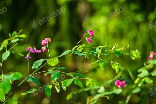 Preview: Beautiful Pink Flowers In The Forest, Armenia