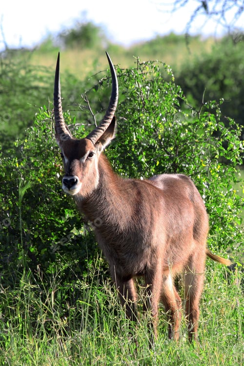 Preview: Impala Antelopes In The Selous National Park, Tanzania