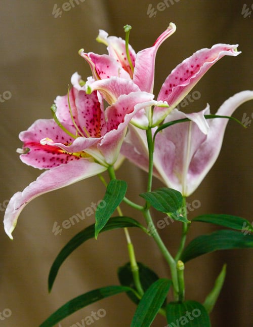 Preview: Lily (Disambiguation) Lilies Lilium (Band). Lilium Is A Genus Of Herbaceous Flowering Plants