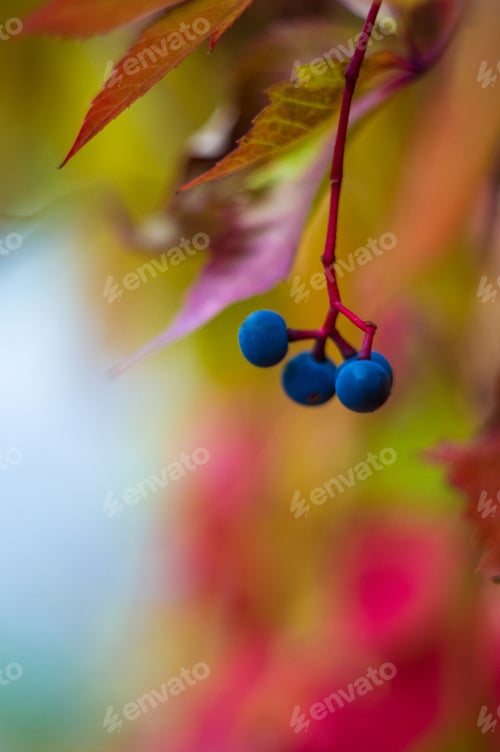 Preview: Grapes On A Branch And Bright Red Autumn Leaves Of Wild Grapes, Close Up
