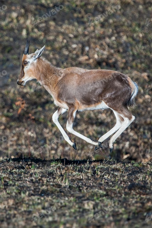 Preview: Blesbok Antelope (Damaliscus Pygargus) In The Malolotja Nature Reserve, Swaziland