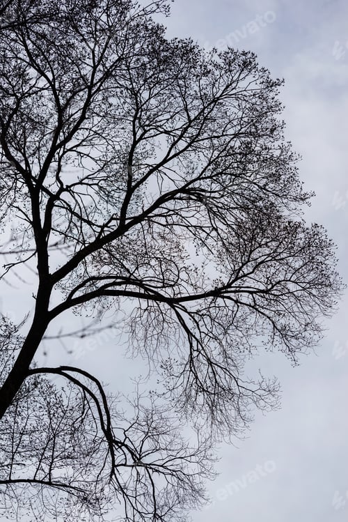 Preview: Beautiful Branches Against Blue Cloudy Sky, Armenia