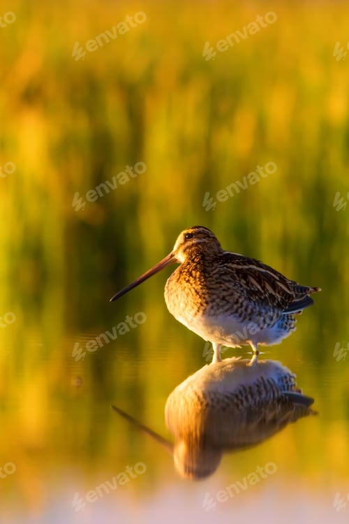 Preview: Wonderful Light And Bird. Nature Background. Common Snipe Gallinago Gallinago