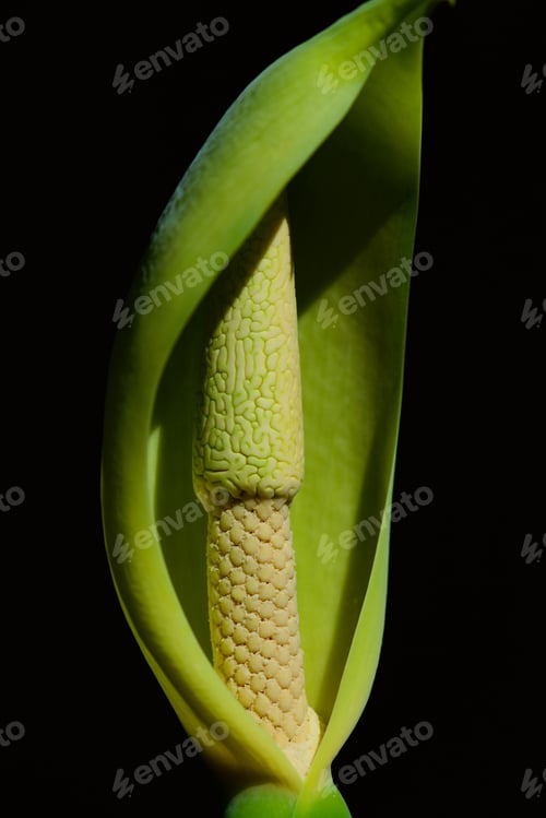 Preview: Beautiful Zamioculcas Flower