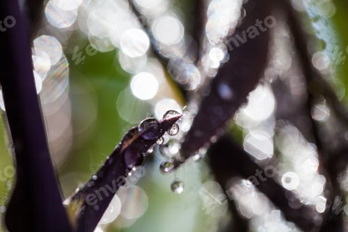 Preview: Abstract, Macro Composition With Leaves And Water Drops