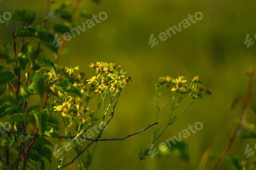 Preview: Wild Plants And Flowers Close-Up, Early Spring On A Warm Sunny Day, Bright Beautiful Background.