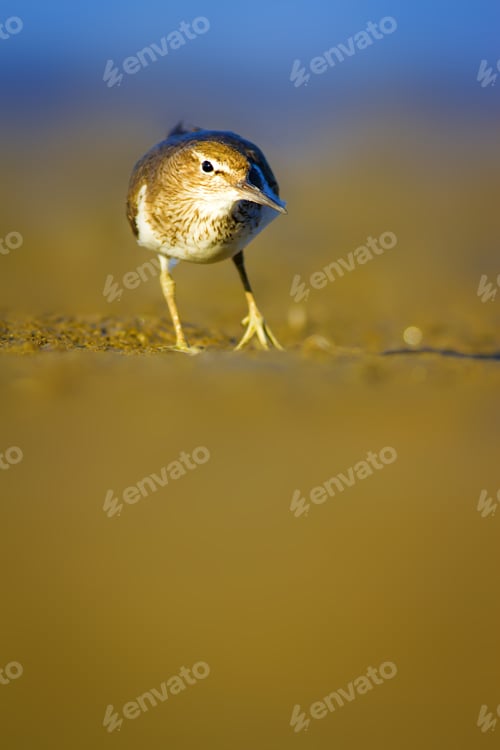 Preview: Shore Bird Sandpiper. Blue Sea And Yellow Sand Nature Background. Bird: Common Sandpiper. Actitis