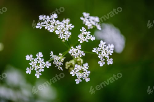 Preview: Composition Of Small White Flowers And Fern Leaf On Green Blur Background With Sun Rays And Blur