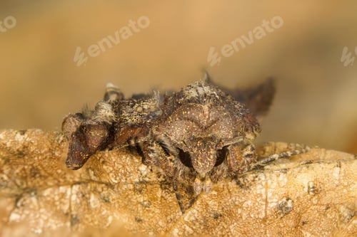 Preview: Moth Mocro Photo. Yellow Brown Natural Background.