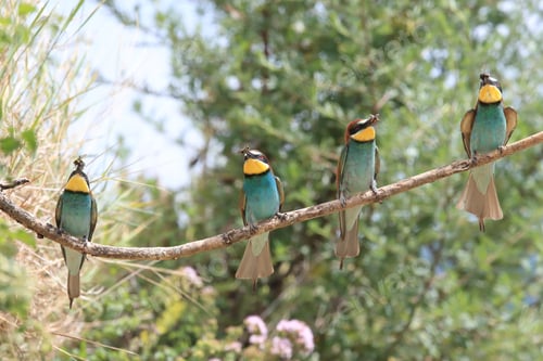 Preview: European Bee-Eater Baden Wuerttemberg