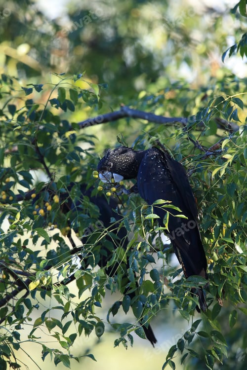 Preview: Red-Tailed Black Cockatoo (Calyptorhynchus Banksii) Queensland ,Australia