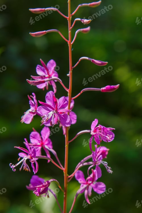 Preview: Chamaenerion Angustifolium In Natural Background. Fireweed Or Great Willowherb Or Rosebay