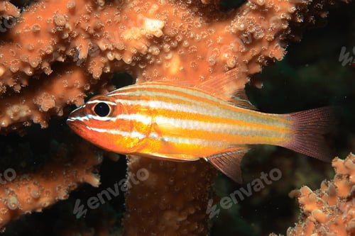 Preview: Yellow-Striped Cardinalfish