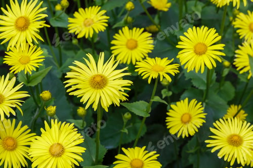 Preview: Floral Background With Yellow Daisys. Yellow Daisy Flowers In Natural Background. Doronicum