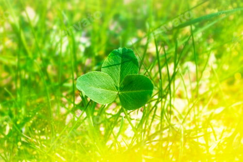 Preview: Green Clover Leaves. St.Patrick 'S Day. Spring Natural Background.