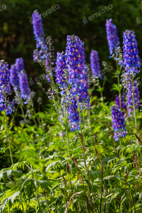 Preview: Beautiful Delphiniums Blooming In The Garden.