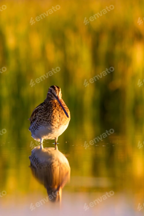 Preview: Wonderful Light And Bird Nature. Nature Background. Bird: Common Snipe. Gallinago Gallinago.