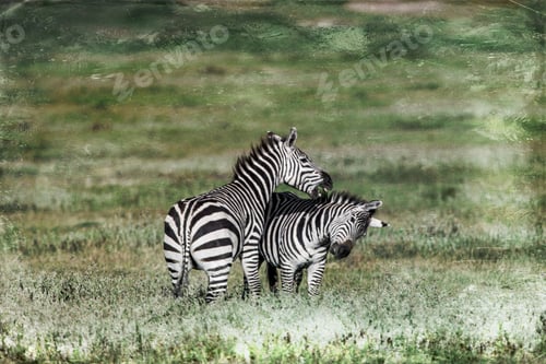 Preview: Vanishing Africa: Vintage Style Image Of Zebras In The Ngorongoro Crater, Tanzania