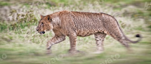 Preview: African Lion In The Lake Nakuru National Park, Kenya