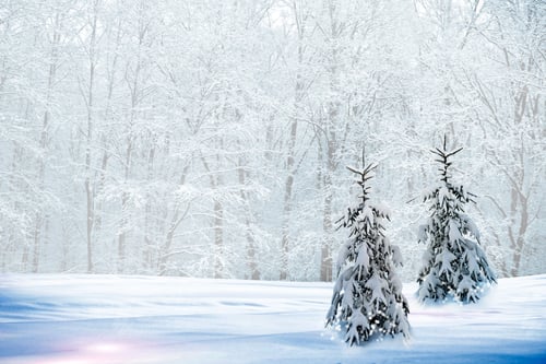 Preview: Winter Forest. Winter Landscape.
