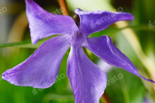 Preview: Vinca Major (Greater Periwinkle)