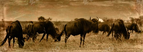 Preview: Vintage Style Image Of An African Sunset With Blue Wildebeests - Maasai Mara National Park In