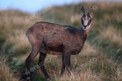 Preview: Chamois (Rupicapra Rupicapra) Vosges Mountains, France
