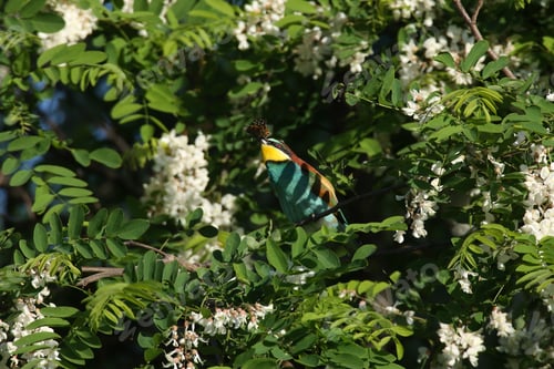 Preview: European Bee-Eater (Merops Apiaster) Germany (East)